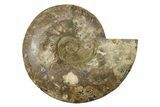 Large, Cut & Polished Ammonite Fossil - Madagasar #238784-2